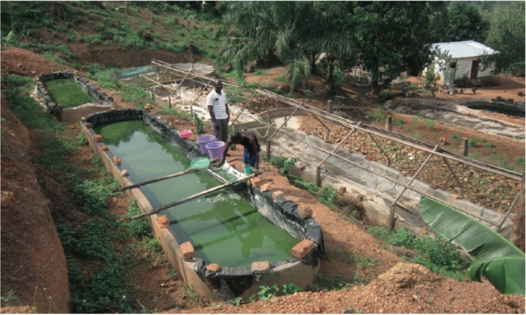 Ferme artisanale en Centrafrique