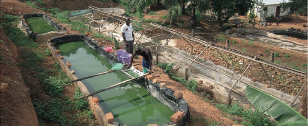 ferme-artisanale-spiruline-centrafrique