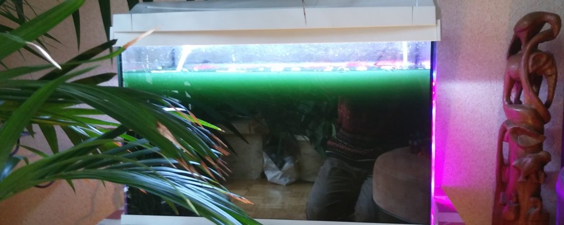 aquarium spiruline villemoisson - rogné